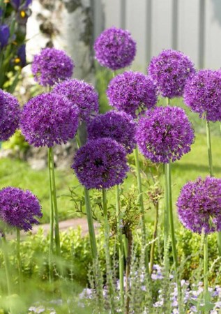 ALIUM Purple Sensation 